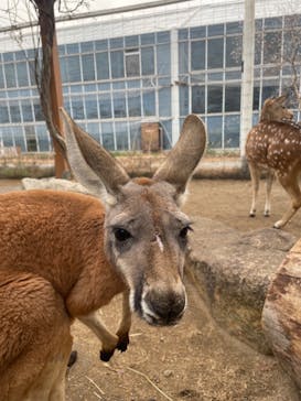 神戸どうぶつ王国に投稿された画像（2024/1/10）