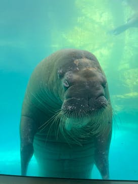 大分マリーンパレス水族館 「うみたまご」に投稿された画像（2024/1/11）