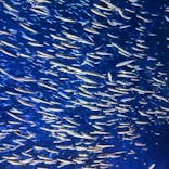 大分マリーンパレス水族館 「うみたまご」に投稿された画像（2024/1/11）