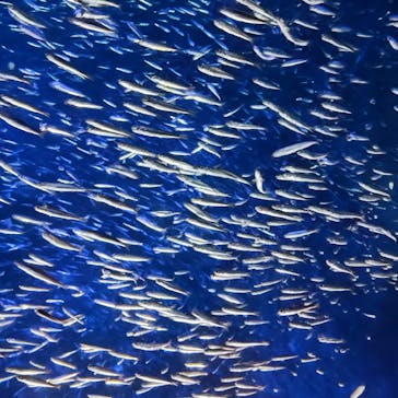 大分マリーンパレス水族館 「うみたまご」に投稿された画像（2024/1/11）