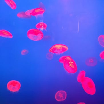 大分マリーンパレス水族館 「うみたまご」に投稿された画像（2024/1/11）