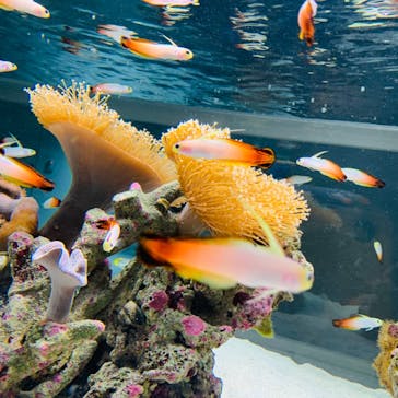 AOAO SAPPOROに投稿された画像（2024/1/11）