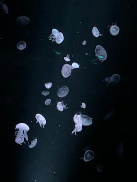 京都水族館に投稿された画像（2024/1/11）