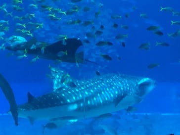沖縄美ら海水族館に投稿された画像（2024/1/11）