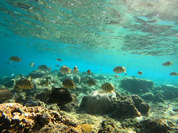 武藤潜水に投稿された画像（2024/1/12）