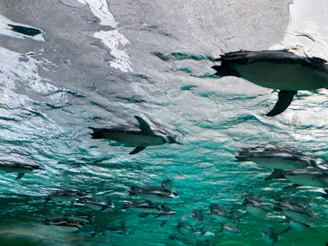 天王寺動物園に投稿された画像（2024/1/12）