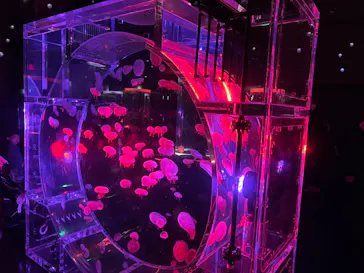 マクセル アクアパーク品川に投稿された画像（2024/1/12）