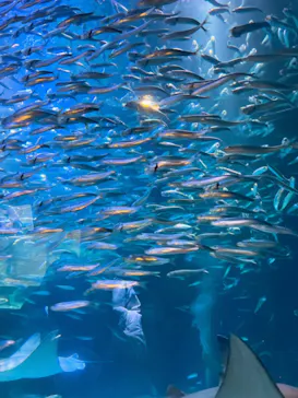 マクセル アクアパーク品川に投稿された画像（2024/1/12）