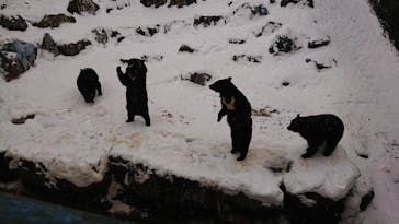 奥飛騨クマ牧場に投稿された画像（2024/1/12）