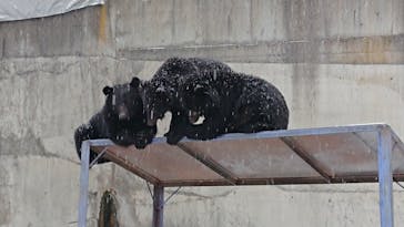 奥飛騨クマ牧場に投稿された画像（2024/1/12）