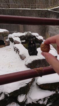 奥飛騨クマ牧場に投稿された画像（2024/1/12）