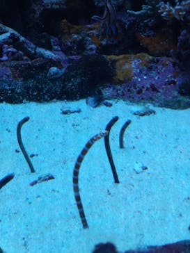 サンシャイン水族館に投稿された画像（2024/1/12）