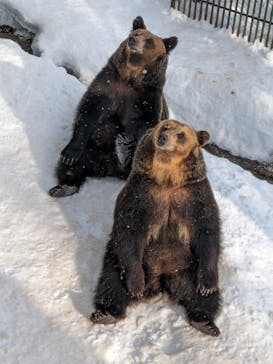 のぼりべつクマ牧場に投稿された画像（2024/1/12）