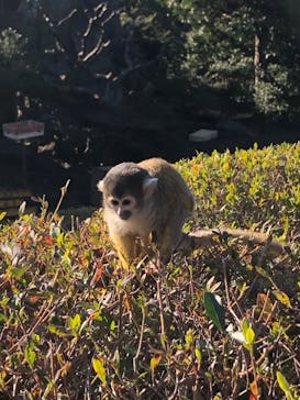 伊豆シャボテン動物公園に投稿された画像（2024/1/12）
