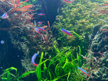 すみだ水族館に投稿された画像（2024/1/12）