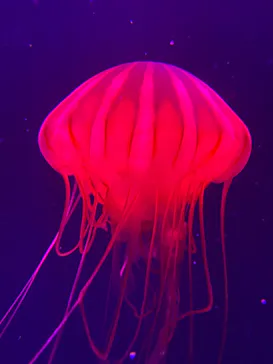 すみだ水族館に投稿された画像（2024/1/12）