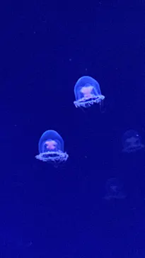 すみだ水族館に投稿された画像（2024/1/12）