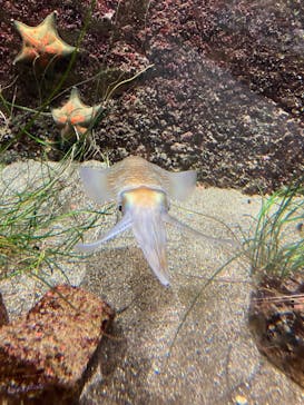 鴨川シーワールドに投稿された画像（2024/1/12）