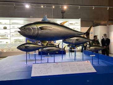 特別展「和食 ～日本の自然、人々の知恵～」に投稿された画像（2024/1/13）