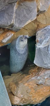 しながわ水族館に投稿された画像（2024/1/13）