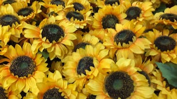 ゴッホ・アライブに投稿された画像（2024/1/13）