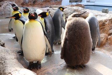 島根県立 しまね海洋館に投稿された画像（2024/1/13）
