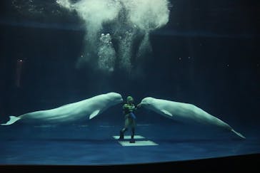 島根県立 しまね海洋館に投稿された画像（2024/1/13）