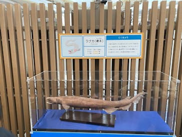 サンシャイン水族館に投稿された画像（2024/1/13）