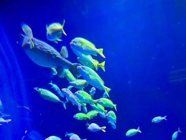 DMMかりゆし水族館に投稿された画像（2024/1/13）