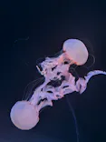 サンシャイン水族館に投稿された画像（2024/1/13）