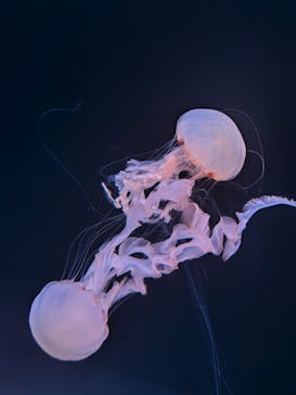 サンシャイン水族館に投稿された画像（2024/1/13）