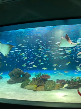 サンシャイン水族館に投稿された画像（2024/1/13）