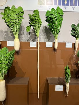 特別展「和食 ～日本の自然、人々の知恵～」に投稿された画像（2024/1/13）