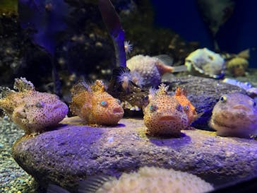 新江ノ島水族館に投稿された画像（2024/1/13）