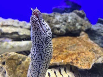 新江ノ島水族館に投稿された画像（2024/1/13）