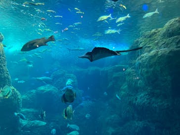 新江ノ島水族館に投稿された画像（2024/1/13）