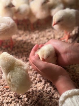 Moff animal cafe イオンモール幕張新都心店に投稿された画像（2024/1/13）