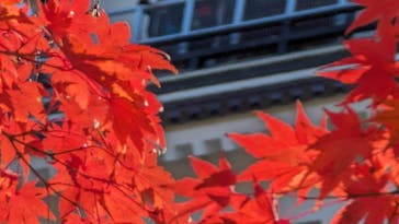 鶴ヶ城に投稿された画像（2023/11/23）