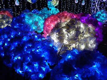 修善寺虹の郷に投稿された画像（2024/1/13）