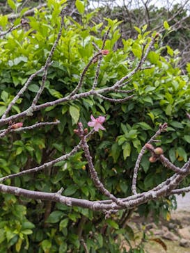 今帰仁城跡に投稿された画像（2024/1/14）