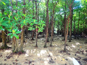 石垣島 ADVENTURE PiPi（イシガキジマアドベンチャーピピ）に投稿された画像（2024/1/14）