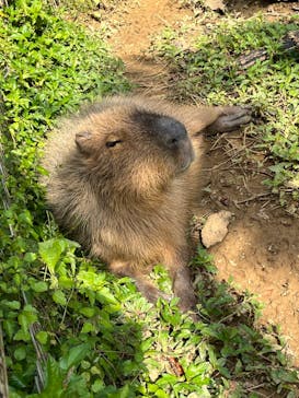 美らヤシパークオキナワ・東南植物楽園に投稿された画像（2024/1/14）