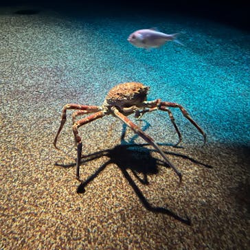 アクアワールド茨城県大洗水族館に投稿された画像（2024/1/14）