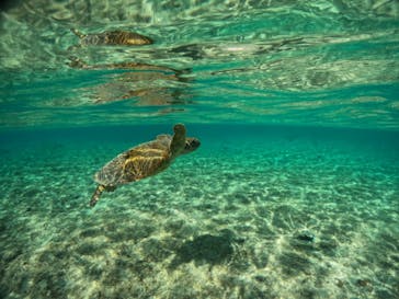 宮古島 ADVENTURE PiPi（ミヤコジマ アドベンチャー ピピ）に投稿された画像（2024/1/14）