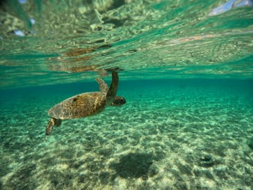 宮古島 ADVENTURE PiPi（ミヤコジマ アドベンチャー ピピ）に投稿された画像（2024/1/14）