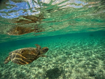 宮古島 ADVENTURE PiPi（ミヤコジマ アドベンチャー ピピ）に投稿された画像（2024/1/14）