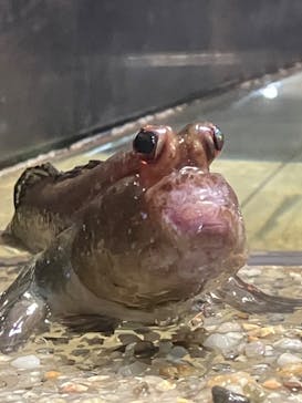 カワスイ 川崎⽔族館に投稿された画像（2024/1/14）