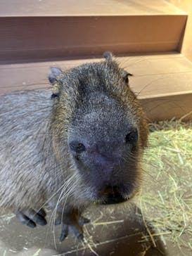 カワスイ 川崎⽔族館に投稿された画像（2024/1/14）