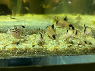 カワスイ 川崎⽔族館に投稿された画像（2024/1/14）