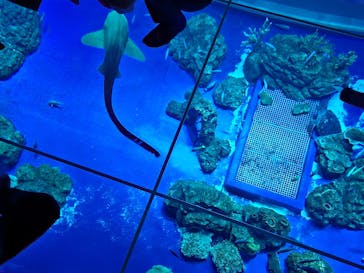 DMMかりゆし水族館に投稿された画像（2024/1/14）